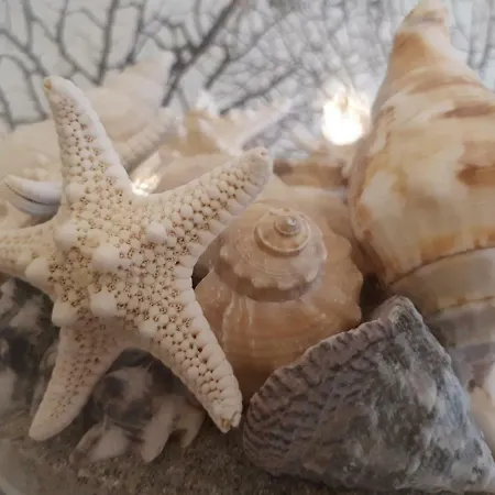 La Casa Delle Conchiglie Σπίτι διακοπών